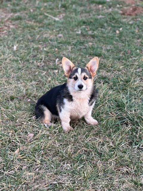 A tricolor corgi puppy sits on grass, facing the camera with ears perked up.