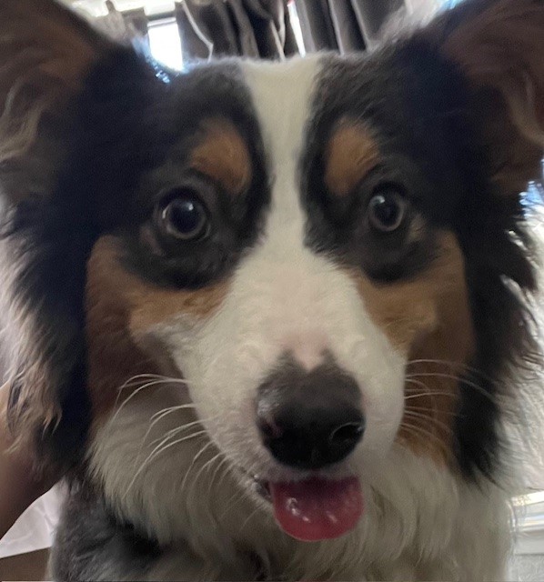 A close-up of a dog with black, white, and brown fur, looking at the camera with its tongue slightly out.
