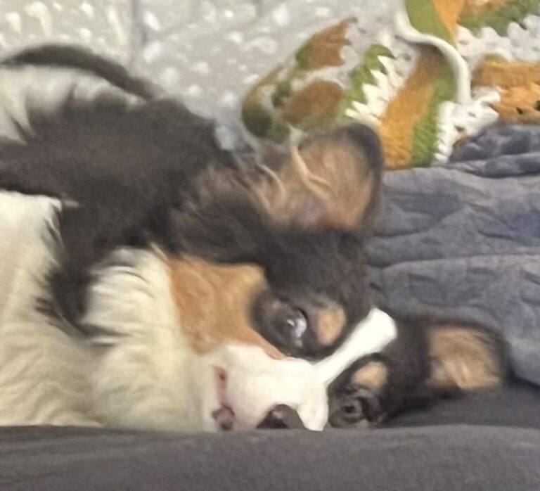 A dog with black, white, and brown fur lies on a couch, its head tilted and ears raised.