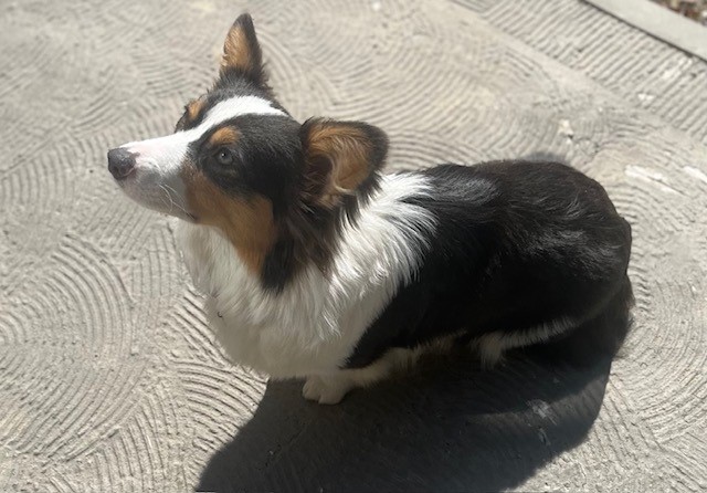 A tricolor corgi is sitting on patterned concrete in sunlight, looking attentively to the left.