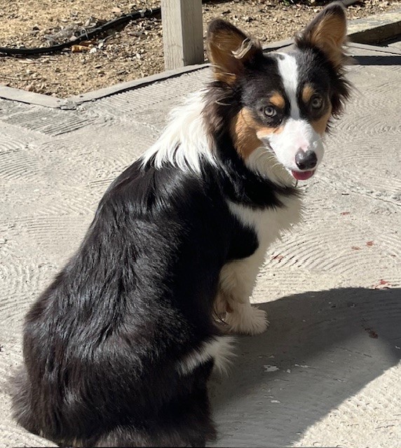 A small black, white, and brown dog sits on a sunlit pavement, looking back over its shoulder.