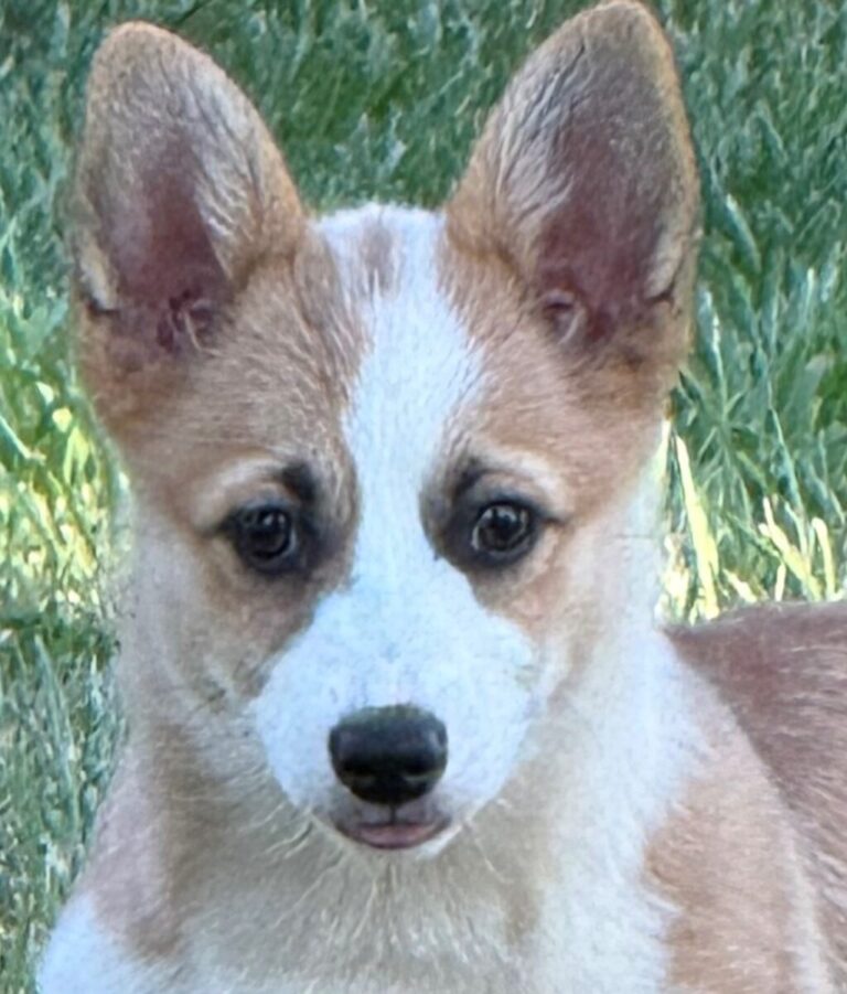 A close-up of a light brown and white dog with large ears sitting on grass.