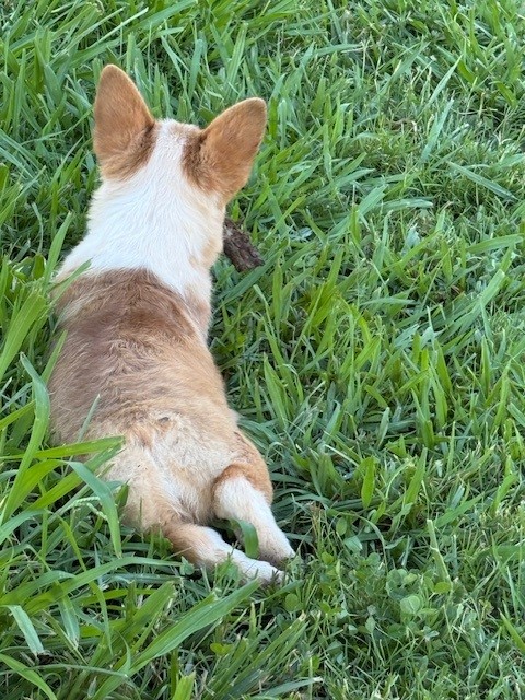 A small brown and white dog lies on green grass, facing away from the camera.