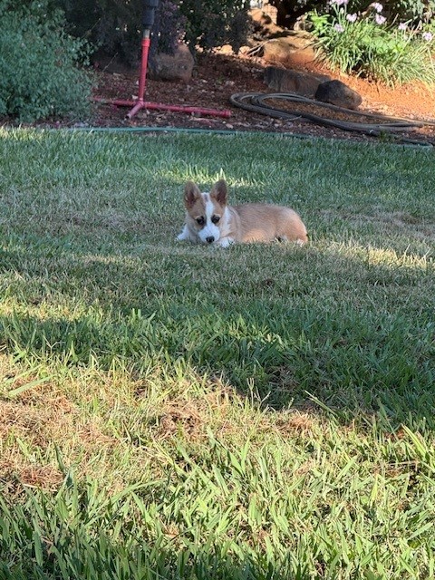 A small dog with tan and white fur lies on green grass in a sunlit yard near garden hoses and plants.
