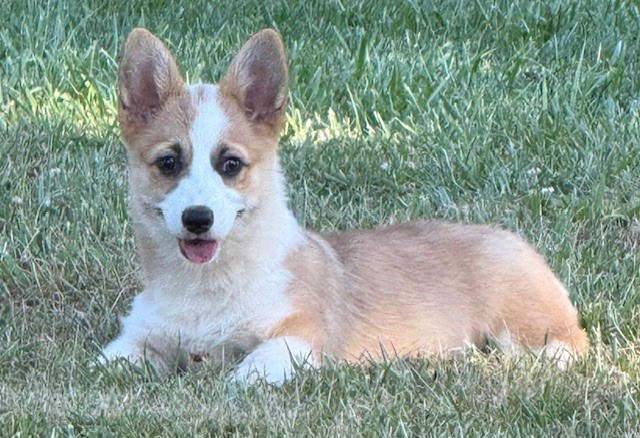 A small tan and white dog with large ears lies on green grass, looking forward with its mouth slightly open.