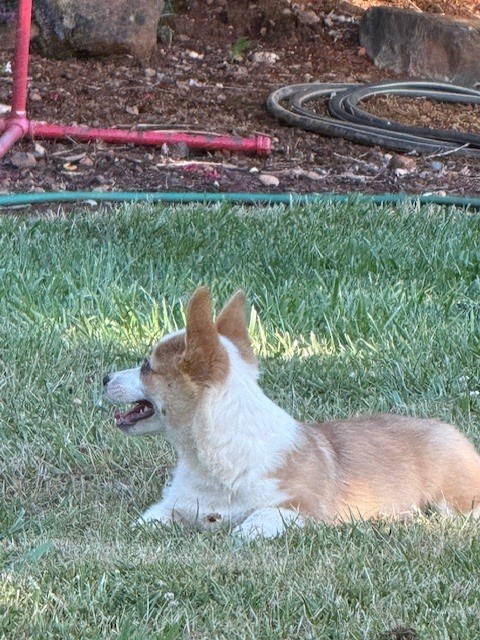 A small tan and white dog lies on green grass, looking to the left, with garden hoses and rocks in the background.