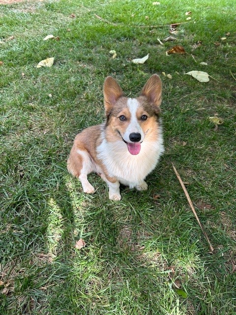 A small brown and white corgi with perky ears sits on green grass, looking at the camera with its tongue out.