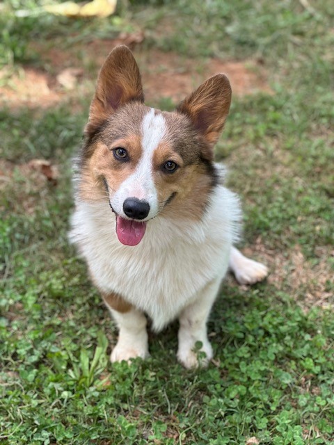 A tricolor corgi dog sits on green grass, facing the camera with its mouth open and tongue out.