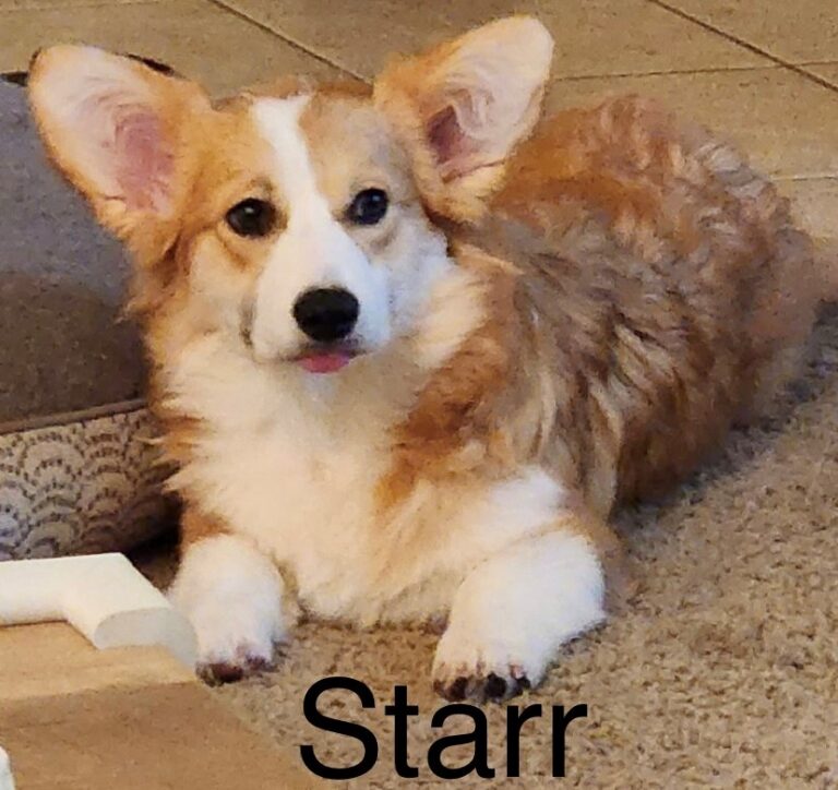 A fluffy corgi with large ears lies on a carpeted floor next to a dog bed. The name "Starr" appears at the bottom.