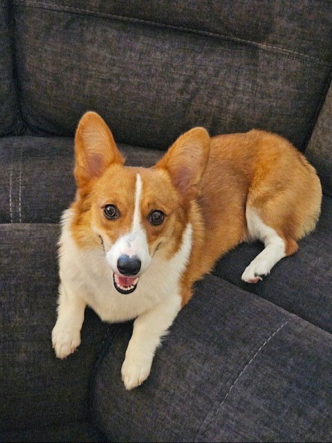 A brown and white corgi is lying on a dark gray couch, looking up with its mouth slightly open.
