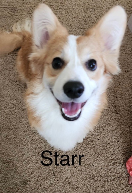 A fluffy tan and white dog with large ears sits on carpet, looking up and smiling. The name "Starr" is written below.