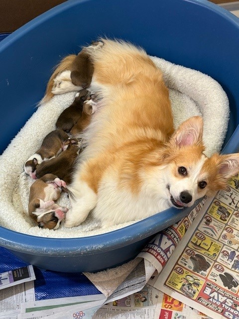 A corgi lying in a blue dog bed nursing seven newborn puppies, with newspapers lining the floor nearby.