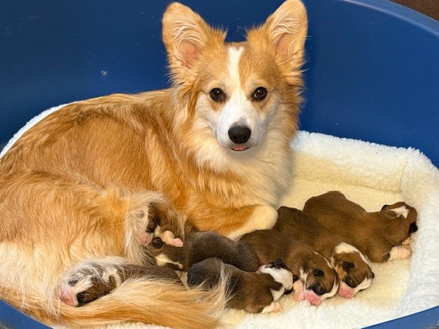A mother dog lies in a bed with six newborn puppies nursing beside her.