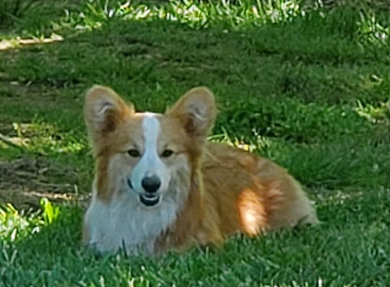 A brown and white corgi lies on green grass in the shade, facing the camera.