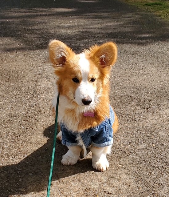 A corgi puppy wearing a denim jacket sits on a paved path, facing the camera, with a green leash attached.