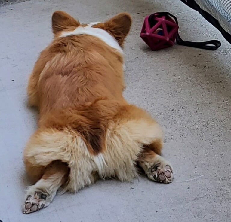 A corgi lies flat on a concrete floor with legs splayed out, near a red dog toy.