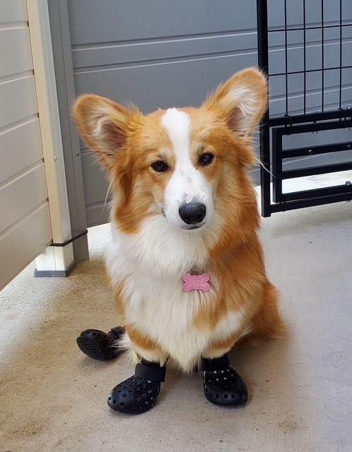 A corgi with a pink bone-shaped tag sits wearing four black dog shoes on a concrete floor near a metal fence.