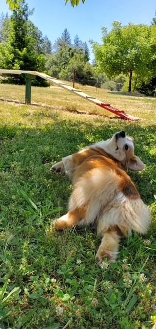 A fluffy dog lies on its side in the grass under a tree near an agility ramp in a sunny park.