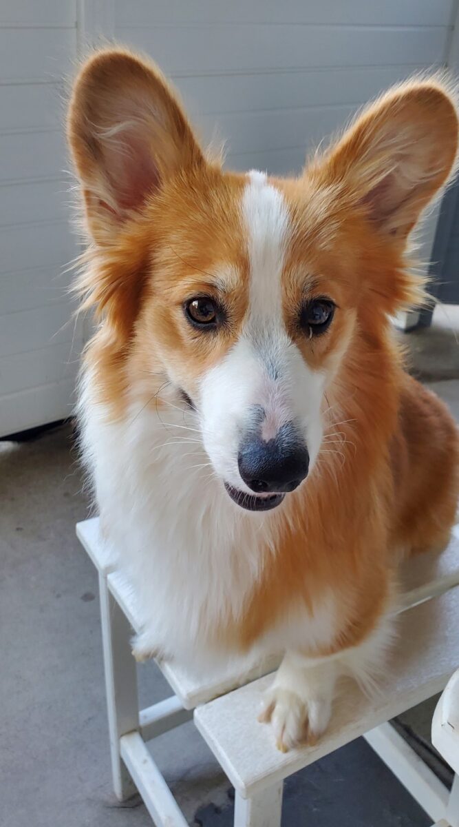 A fluffy brown and white corgi with large ears sits on a white bench, looking toward the camera.
