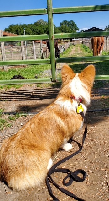 A corgi on a leash sits facing a green fence, looking at horses in a sunny paddock.