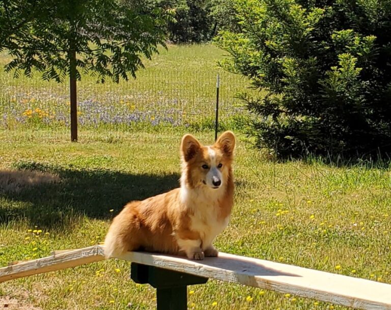 A corgi with fluffy fur sits on a wooden beam outdoors on a sunny day, surrounded by grass and trees.