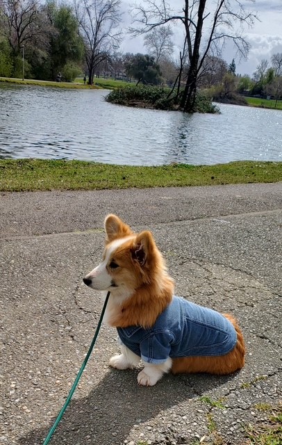 A corgi wearing a denim jacket sits on a path near a lake with trees and cloudy skies in the background.