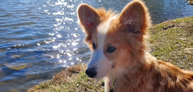 A fluffy dog with reddish-brown and white fur stands by the edge of a sunlit lake.