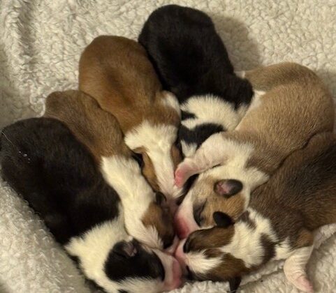 Six newborn puppies with various fur colors are huddled together on a soft, light-colored blanket.