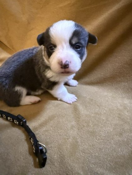 Available Puppies