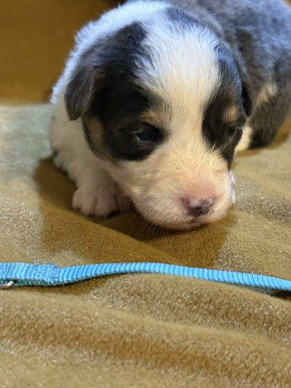 Available Puppies