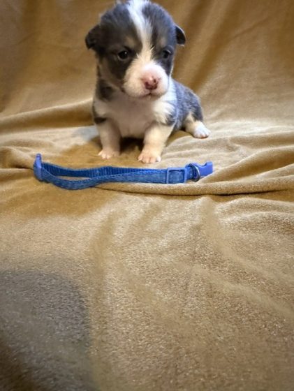 Available Puppies