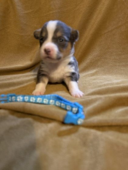 Available Puppies