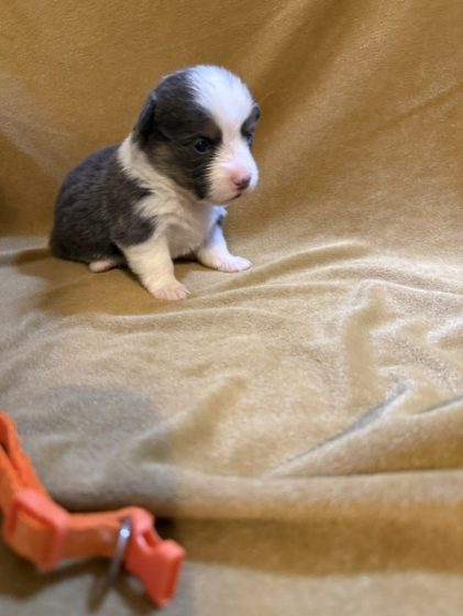 Available Puppies