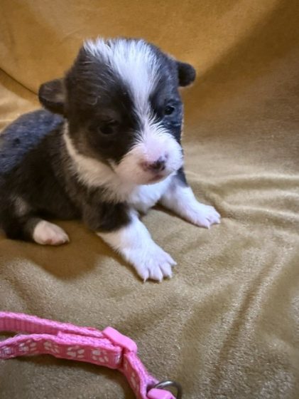Available Puppies