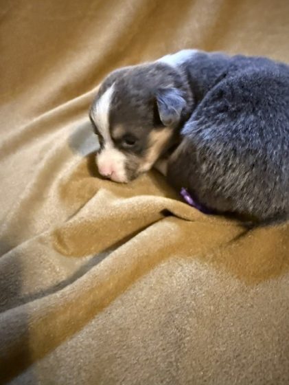 Available Puppies