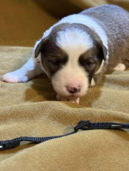 Available Puppies