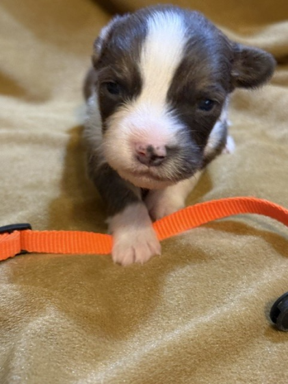 Available Puppies