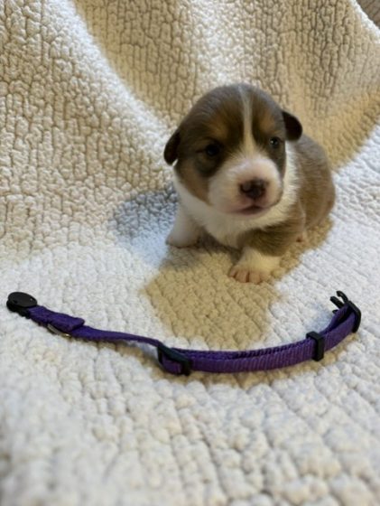 Available Puppies