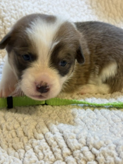 Available Puppies