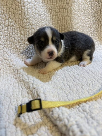 Available Puppies