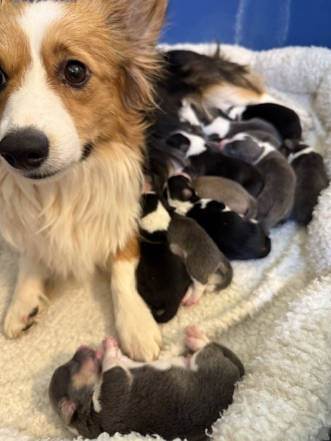 Buttons Puppies