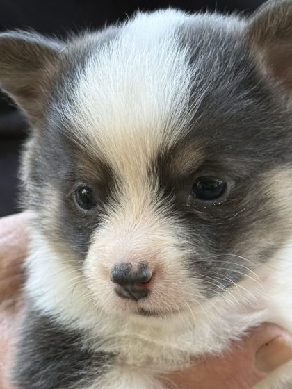 Available Puppies