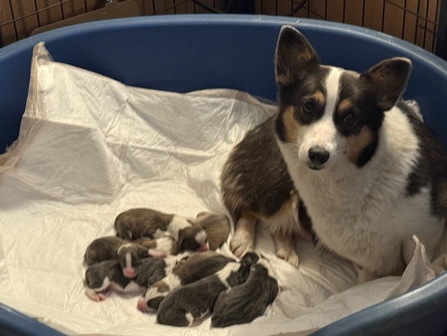 Kenzie & Roper's Litter