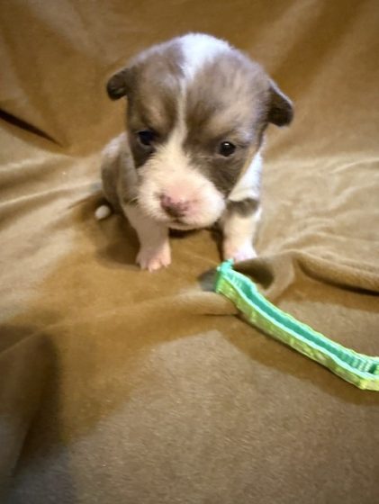 Available Puppies