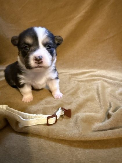 Available Puppies