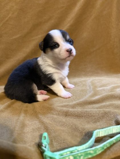 Available Puppies