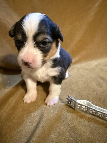 Available Puppies