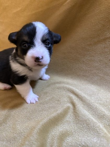 Available Puppies