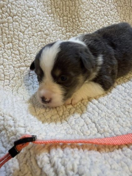 Available Puppies