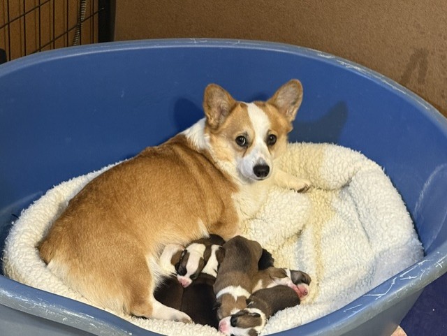 Churro & Roper Litter